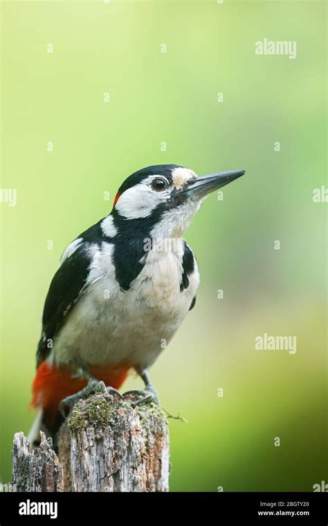 Great spotted woodpecker Stock Photo - Alamy