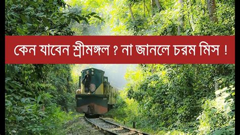 এই শীতে ঘুরে আসুন শ্রীমঙ্গল Srimangal Tourist Spot Tourism In