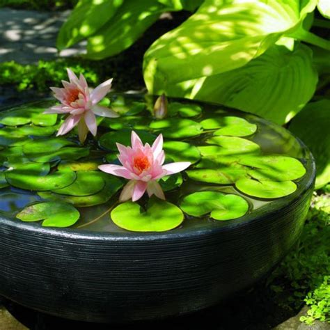 Container Gardening 101 How To Successfully Grow Water Lilies We Know Water Gardens