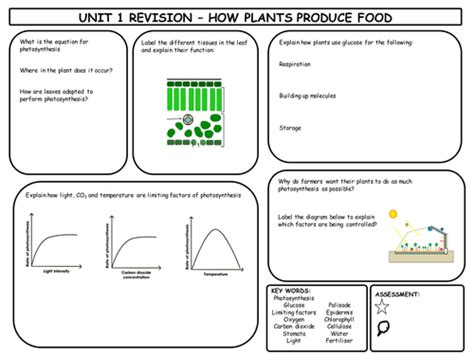 Gcse Photosynthesis Revision Mat Teaching Resources