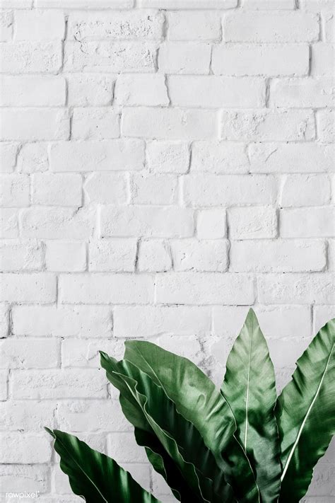 Bird S Nest Fern On White Brick Wall Free Image By Rawpixel Ake