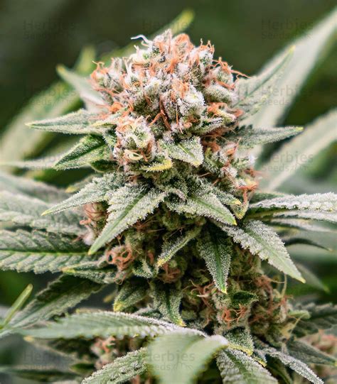 Skunk Xl Fem Cannabis Seeds For Sale Herbies Seeds