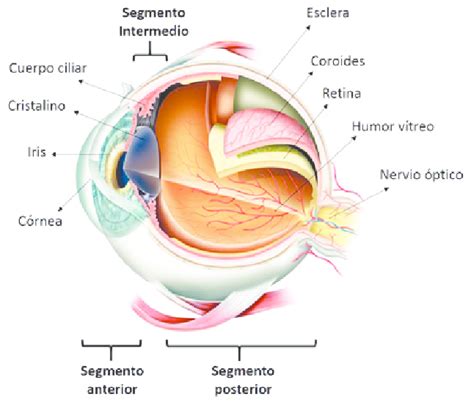 Anatomía del globo ocular y uveítis Download Scientific Diagram