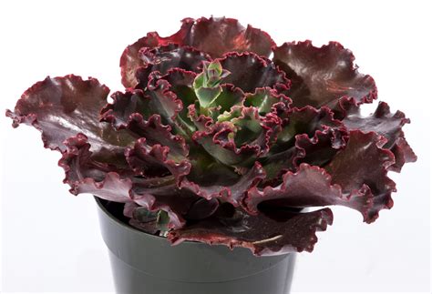 Echeveria Coral Reef® Green Fuse Botanicals Inc
