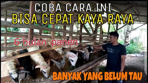 Pemula Pasti Bisa Usaha Penggemukan Domba Jangka Bulan Panen Untung