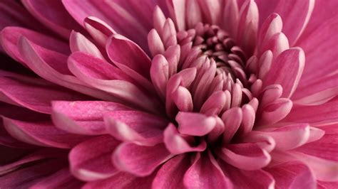 Close Up Of Pink Dahlia Portland Oregon USA Windows Spotlight Images