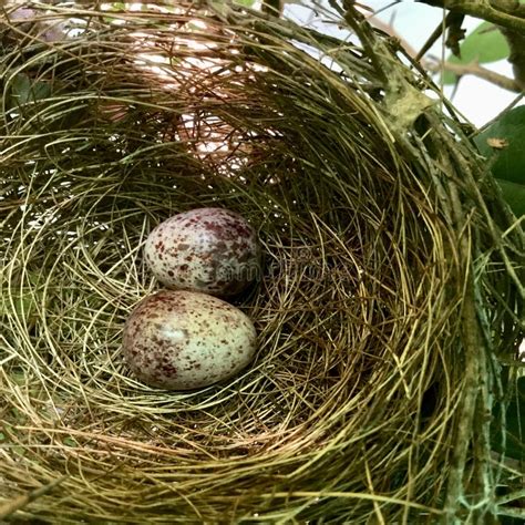 Bird Nest Eggs Brown Bird Nest Stock Photo Image Of Bird Grass