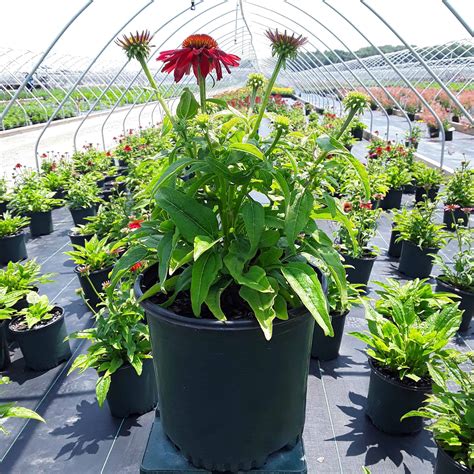 Sombrero® Salsa Red Coneflower - Grown By Overdevest