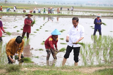 Tanam Padi Di Tuban Presiden Jokowi Dorong Petani Gunakan Pupuk Organik