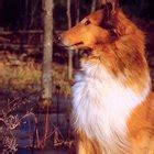 The Side Effects of Moxidectin in Herding Dogs | Dog Care - Daily Puppy