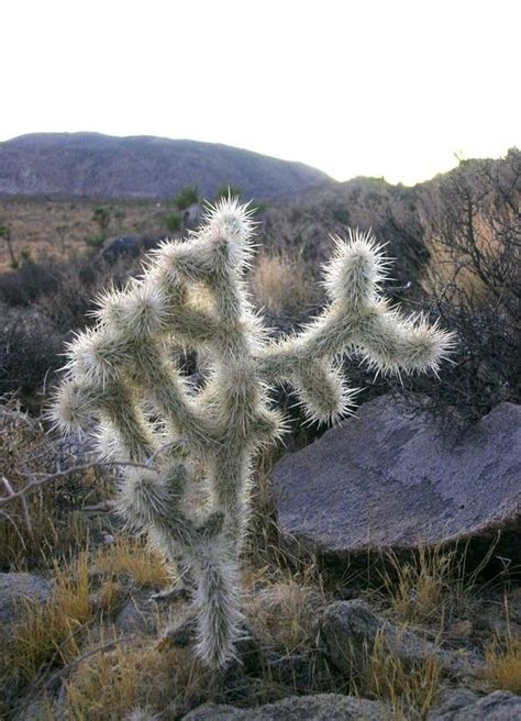 A Teddy Bear Cholla Cactus in the California Stock Photo - Image of ferocactus, gigantean: 114799130