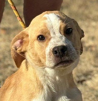 Newtown Pa Labrador Retriever Hound Unknown Type Meet Posty A Pet