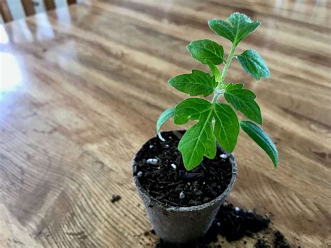 Heres How To Fix Leggy Tomato Seedlings And Get Them Ready For Planting — Gardening Herbs