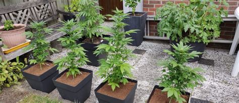 Guía para regar tus plantas de marihuana en interior y exterior Mota