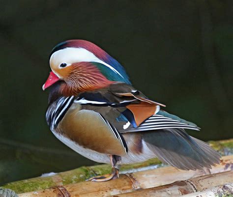 Pictures and information on Mandarin Duck