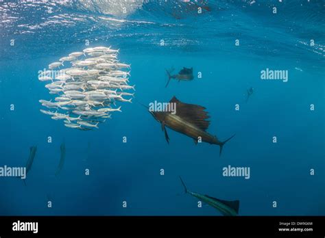 Atlantic Sailfish Hunting Spanish Sardines Isla Mujeres Yucatan