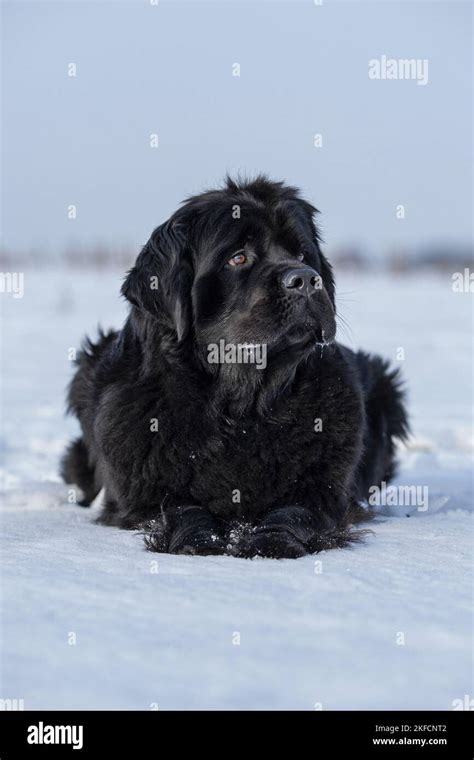 Newfoundland in the snow Stock Photo - Alamy