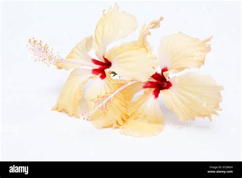 Peach Colored Hibiscus On White Background Stock Photo Alamy