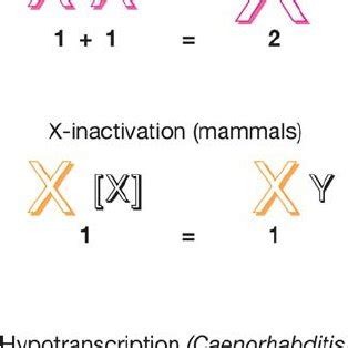 Sex Specific Regulation Of C Elegans Dosage Compensation A In XX