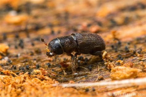 Ncsu Pdic Bark And Ambrosia Beetle Academy