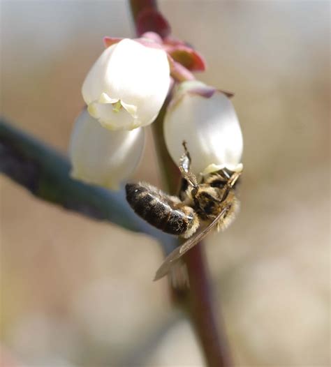 Taking Advantage Of Honey Bees Natural Behaviors Uf Ifas Entomology And Nematology Department