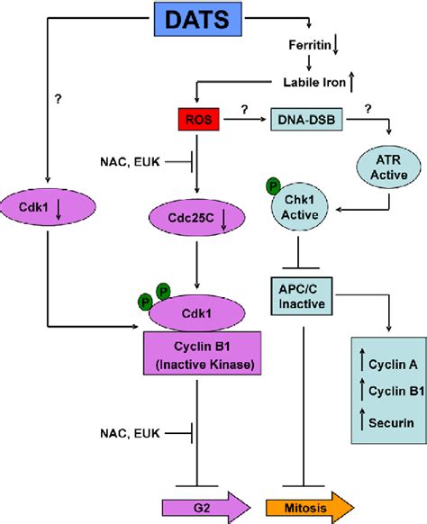 Figure From Molecular Targets Of Cancer Chemoprevention By Garlic