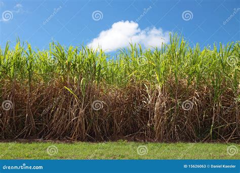 Sugarcane Plantation Royalty Free Stock Photography