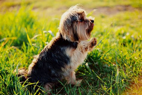 Comment Apprendre Son Chien Donner La Patte