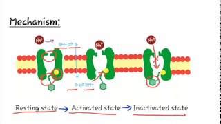 Brandl S Basics Mechanism Of Action Of Local Anesthetics Doovi