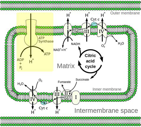 o vento está forte Barry Manto oxidative phosphorylation process