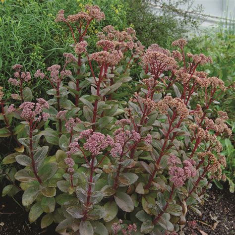 Sedum Carl Van Berkum Nursery