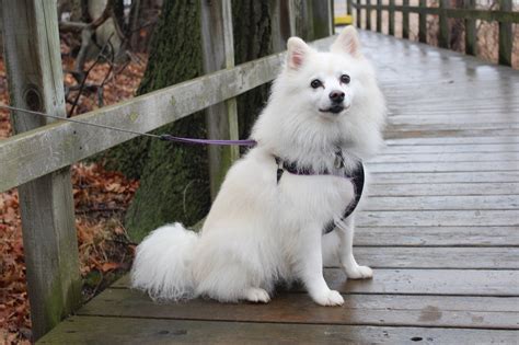 American Eskimo Dog: Breed Info, Pictures, Traits & Care – Dogster