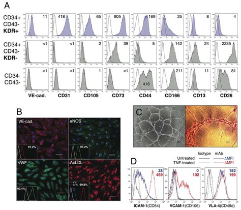 Endothelial Phenotype And Function Of CD34 CD43 KDR Cells Isolated