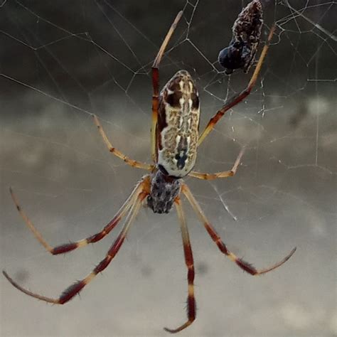 Australian Golden Orbweaver From Lawnton QLD 4501 Australia On January