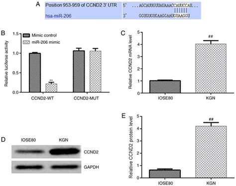 Mir Serves An Important Role In Polycystic Ovary Syndrome Through