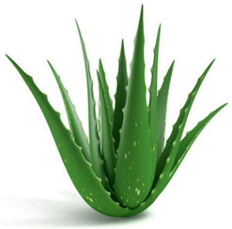 Health Benefits of Aloe Vera