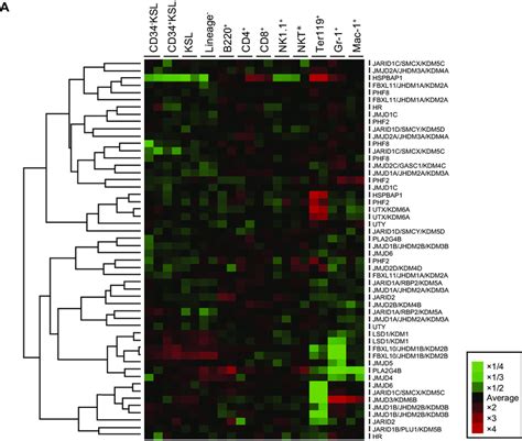 Expression Profiles Of Histone Demethylase Genes In Hematopoietic Cells