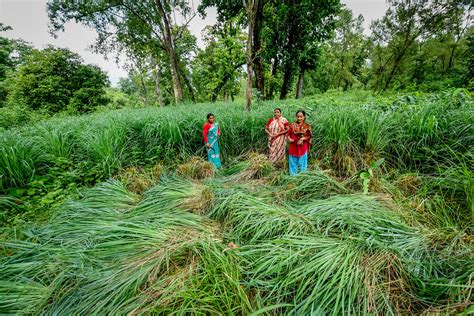 Women Harvesting Lemongrass Cifor Icraf Knowledge