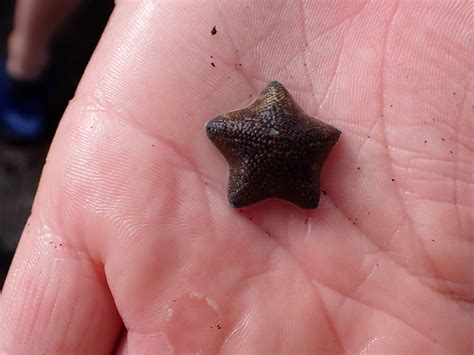 New Zealand Common Cushion Star From Taranaki New Zealand On May