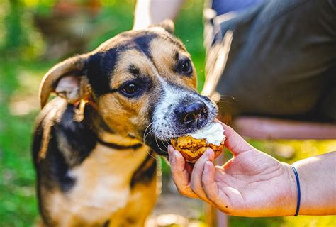 Cuanto Tarda El Xilitol En Matar A Un Perro