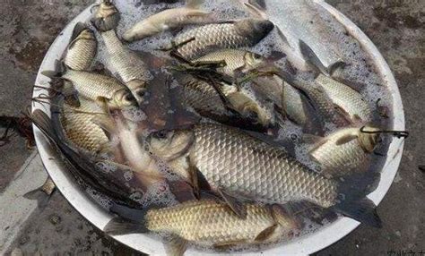 秋釣鯽魚魚餌及釣位只要選好，就不愁沒魚上鉤了 每日頭條