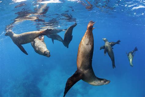 Californian Sea Lion, Gulf Of California, Mexico Photograph by Claudio ...