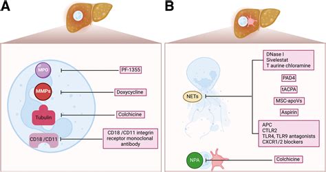 Platelets In Alcohol Associated Liver Disease Interaction With