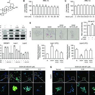 Bt Regulates Lipid Deposition In Etoh Stimulated Aml Cells A