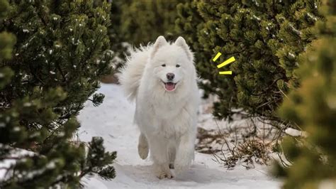 7 Fakta Anjing Samoyed Yang Berbulu Putih Tebal Dan Lembut Page All Orami