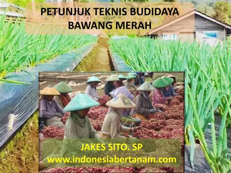 Pdf Petunjuk Teknis Budidaya Bawang Merah · Pdf Filesp Pupuk