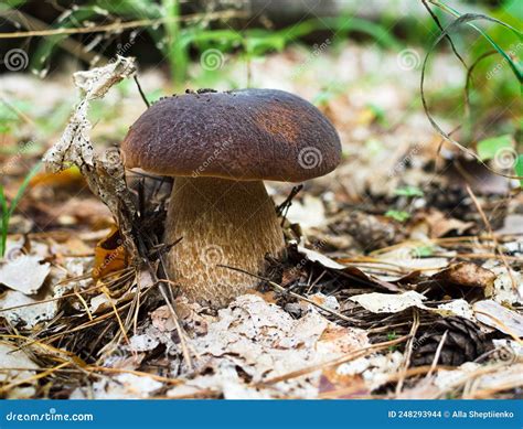 White Edible Mushroom With Brown Cap Stock Photo Image Of Outdoor