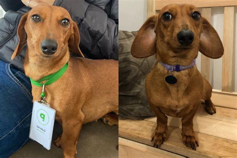 Tutora Revela Os 7 Motivos Pelos Quais Sua Cachorrinha Dachshund Ainda