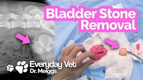 Dog Cystotomy/bladder stone removal. What to anticipate before to, during, and following the ...