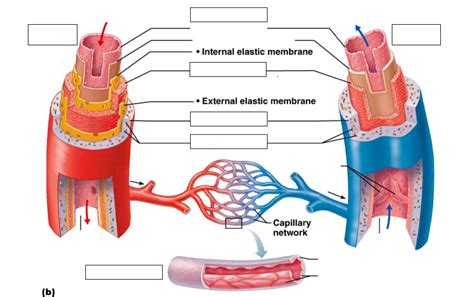 Pembuluh Darah Dengan Arteri Dan Vektor Struktur Internal Off